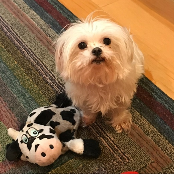 Meet your Posher, Elizabeth 🎀 & Daisy-Mae the Maltese 🐾 - Picture 5 of 5